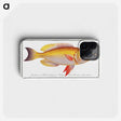 1-11_Ichtyologie-ou-Histoire-naturelle_phone