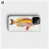 1-11_Ichtyologie-ou-Histoire-naturelle_phone