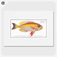1-11_Ichtyologie-ou-Histoire-naturelle_picture