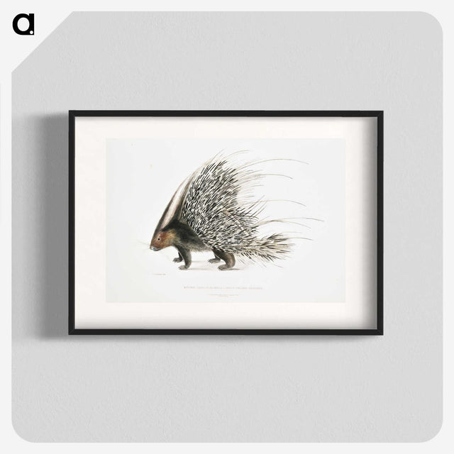 1-11_Indian-Zoology_blk