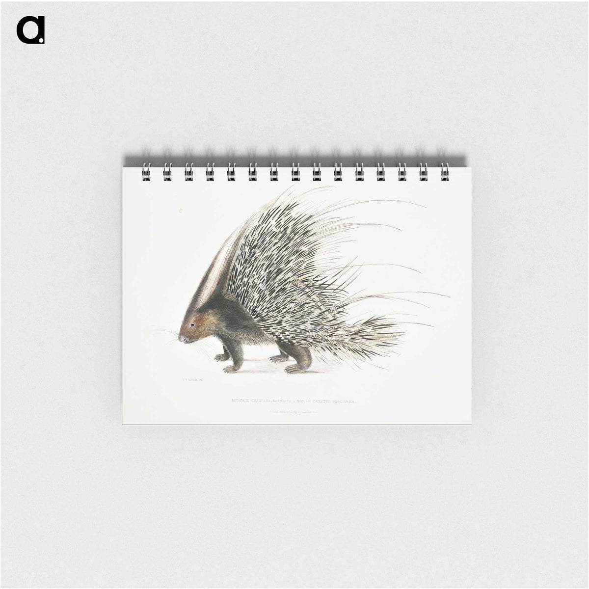 1-11_Indian-Zoology_memo