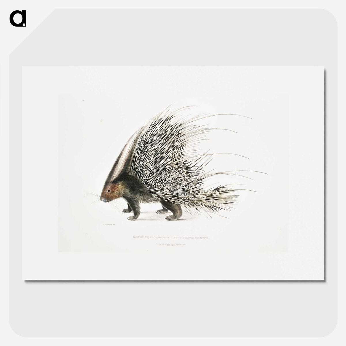 1-11_Indian-Zoology_picture