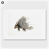 1-11_Indian-Zoology_picture