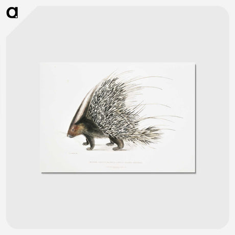 1-11_Indian-Zoology_postcard