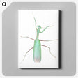 1-11_Insects-Unlocked-Project_canvas