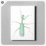 1-11_Insects-Unlocked-Project_canvas