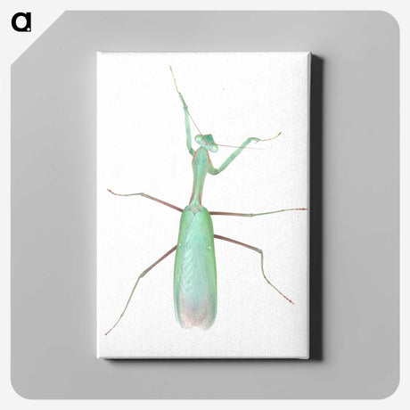 1-11_Insects-Unlocked-Project_canvas