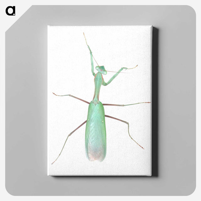 1-11_Insects-Unlocked-Project_canvas