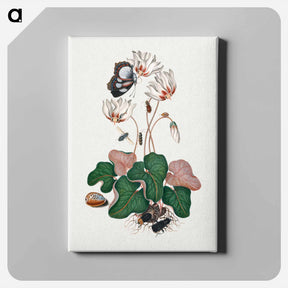 アートパネル-Anna Blackburne's Natural History Cabinet
 - ジェームズ ボルトン Canvas.