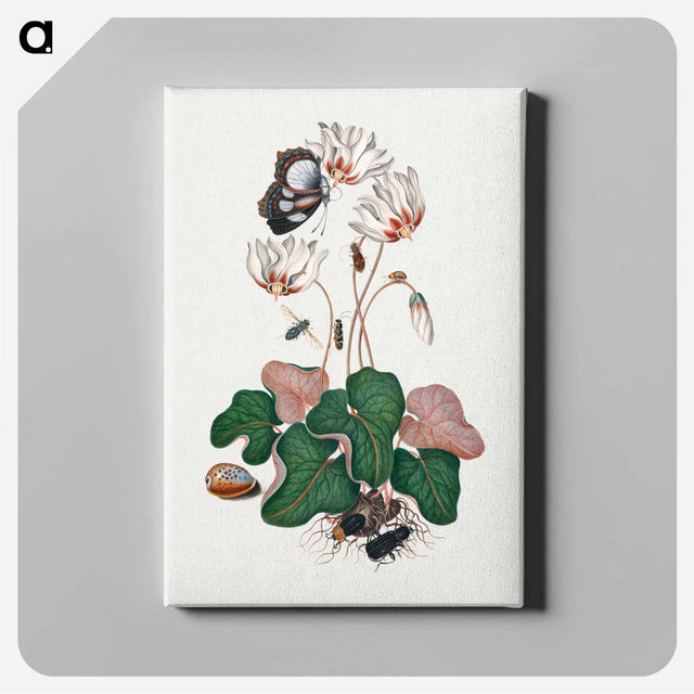 アートパネル-Anna Blackburne's Natural History Cabinet
 - ジェームズ ボルトン Canvas.