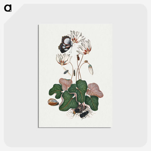 Anna Blackburne's Natural History Cabinet
 - ジェームズ ボルトン Postcard.