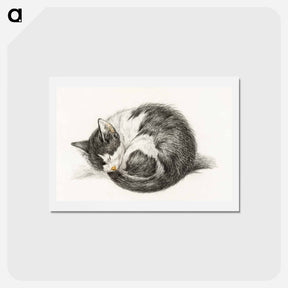 アートポストカード-Rolled up lying sleeping cat - ジャン ベルナール Postcard.