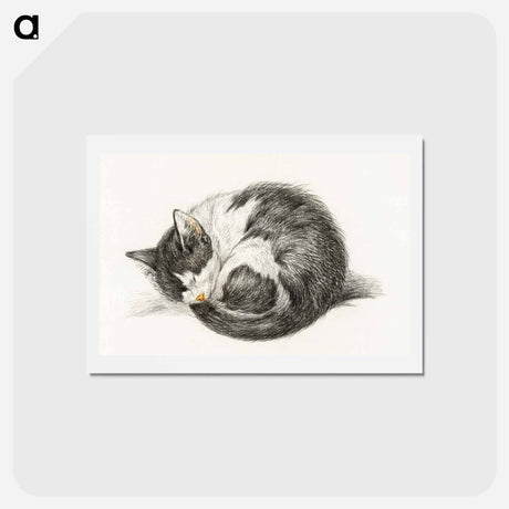 アートポストカード-Rolled up lying sleeping cat - ジャン ベルナール Postcard.