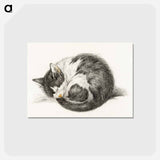 アートポストカード-Rolled up lying sleeping cat - ジャン ベルナール Postcard.