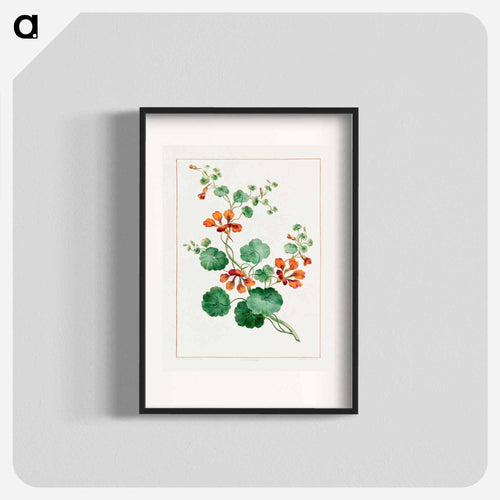 Nasturtium
 - ジョン エドワーズ Poster.