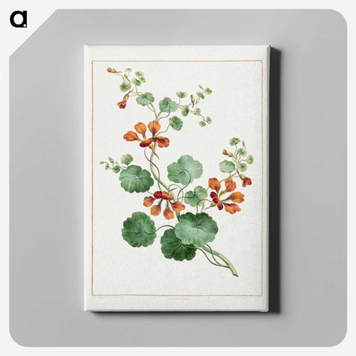 Nasturtium
 - ジョン エドワーズ Canvas.
