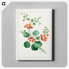 アートパネル-Nasturtium
 - ジョン エドワーズ Canvas.