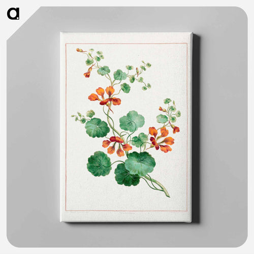 Nasturtium
 - ジョン エドワーズ Canvas.