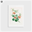 アートポストカード-Nasturtium
 - ジョン エドワーズ Postcard.