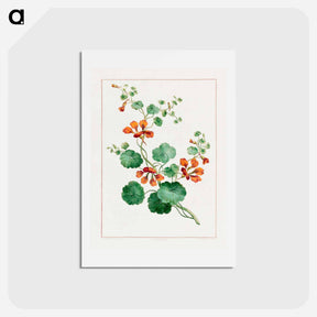 アートポストカード-Nasturtium
 - ジョン エドワーズ Postcard.