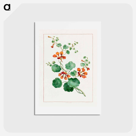 アートポストカード-Nasturtium
 - ジョン エドワーズ Postcard.