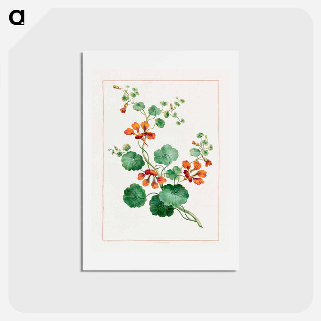 アートポストカード-Nasturtium
 - ジョン エドワーズ Postcard.