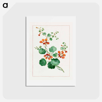 Nasturtium
 - ジョン エドワーズ Postcard.