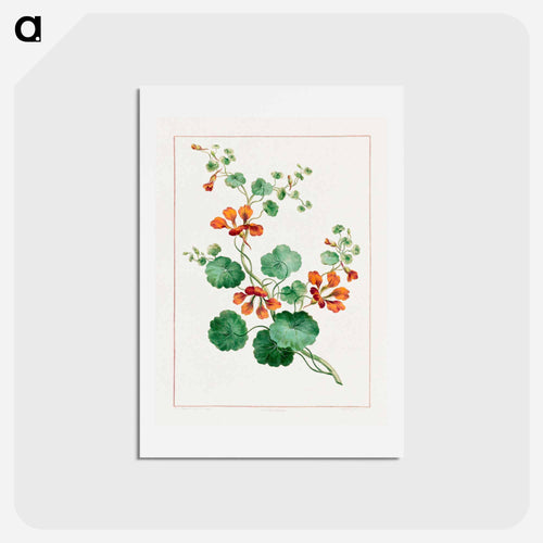 Nasturtium
 - ジョン エドワーズ Postcard.