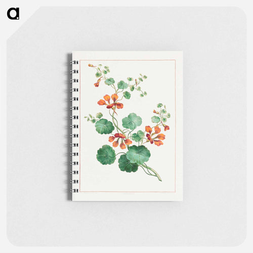 Nasturtium
 - ジョン エドワーズ Memo.