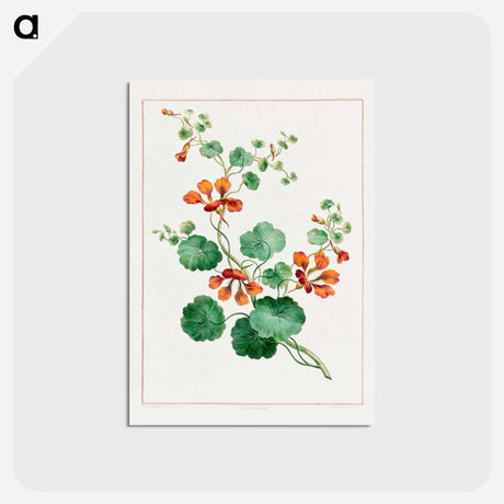 アートポストカード-Nasturtium
 - ジョン エドワーズ Postcard.