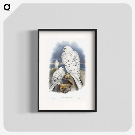 1-11_John-Gould_blk