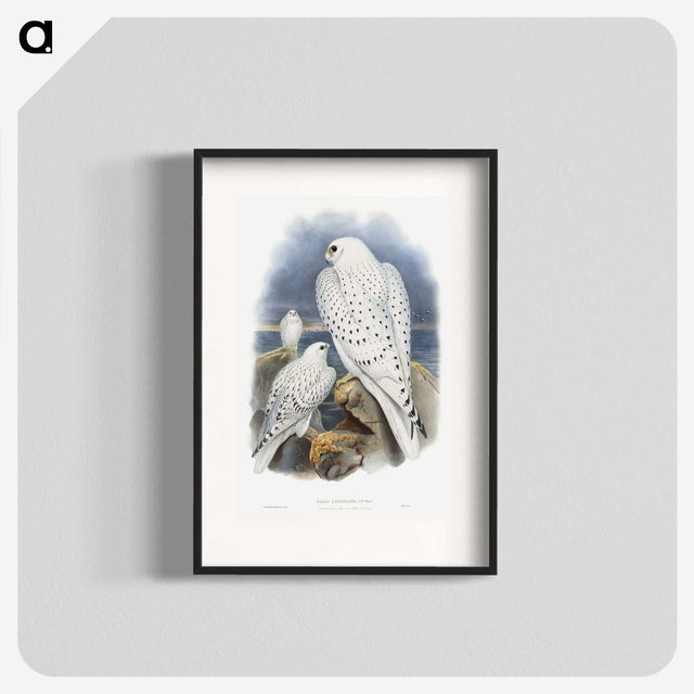 1-11_John-Gould_blk