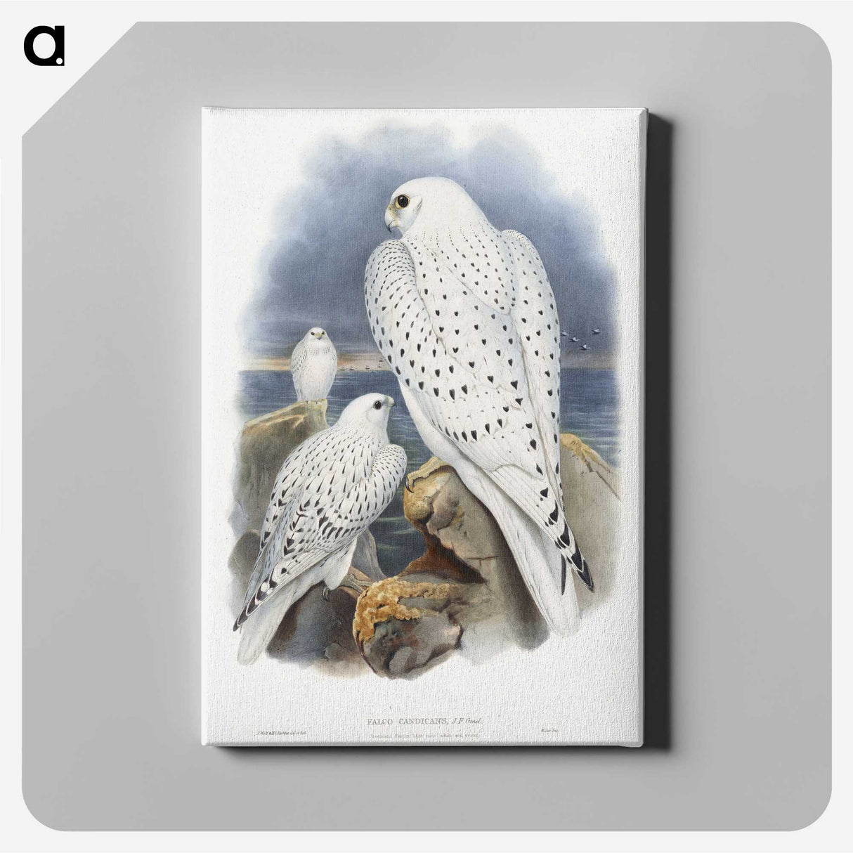 1-11_John-Gould_canvas