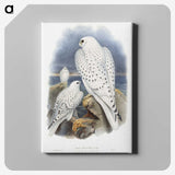 1-11_John-Gould_canvas