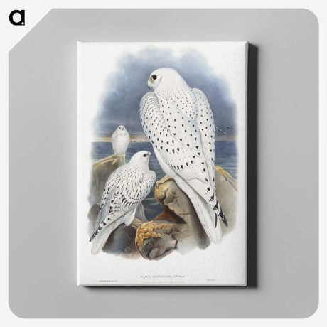 1-11_John-Gould_canvas