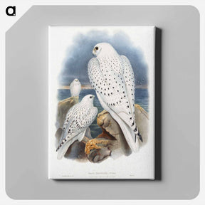 アートパネル-Greenland Falcon
 - ジョン グールド Canvas.