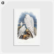 アートポストカード-Greenland Falcon
 - ジョン グールド Postcard.