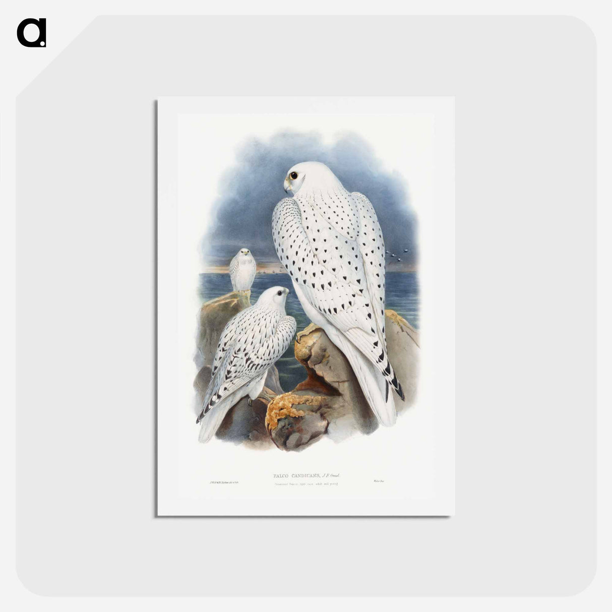 アートポストカード-Greenland Falcon
 - ジョン グールド Postcard.