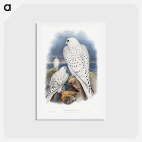 アートポストカード-Greenland Falcon
 - ジョン グールド Postcard.