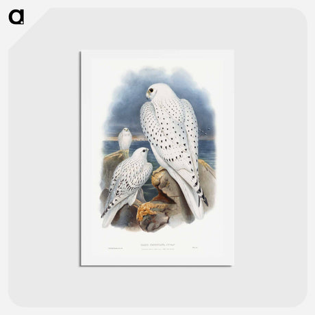 アートポストカード-Greenland Falcon
 - ジョン グールド Postcard.