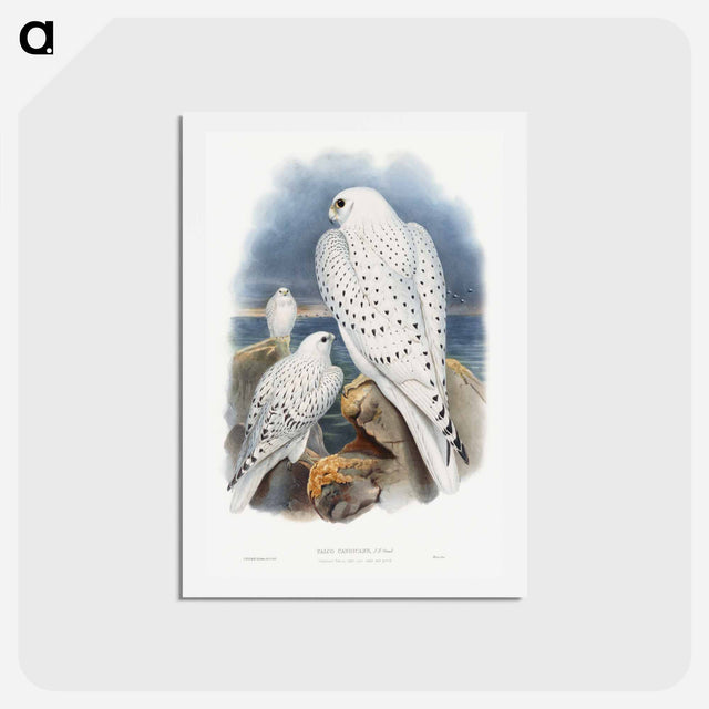 アートポストカード-Greenland Falcon
 - ジョン グールド Postcard.