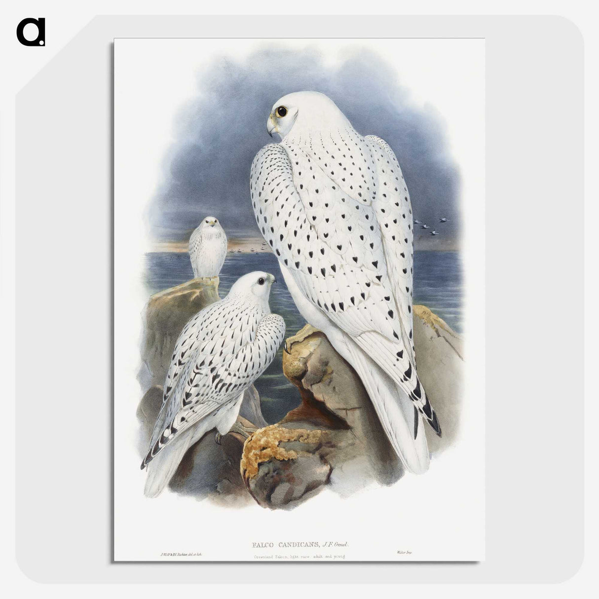 1-11_John-Gould_picture-crop