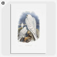 1-11_John-Gould_picture