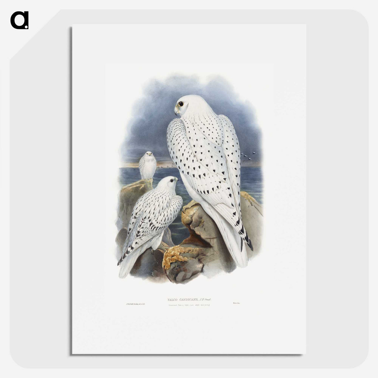 1-11_John-Gould_picture
