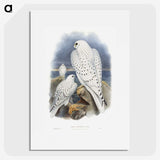 1-11_John-Gould_picture