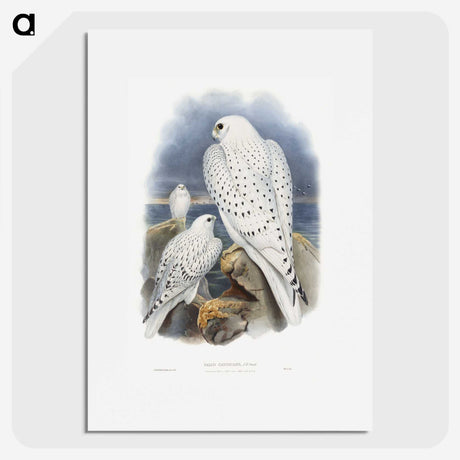 1-11_John-Gould_picture