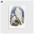 1-11_John-Gould_postcard