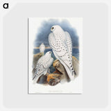 アートポストカード-Greenland Falcon
 - ジョン グールド Postcard.