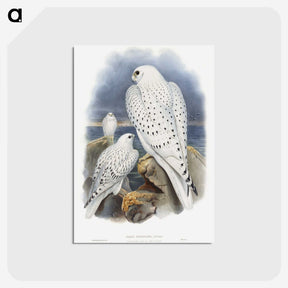 1-11_John-Gould_postcard