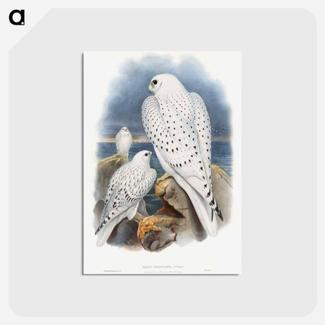 アートポストカード-Greenland Falcon
 - ジョン グールド Postcard.